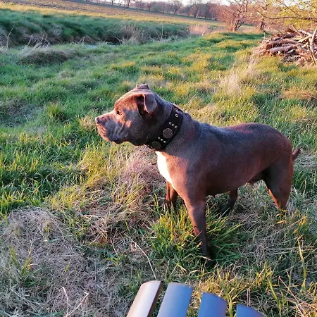 Litti Apartment Worpswede